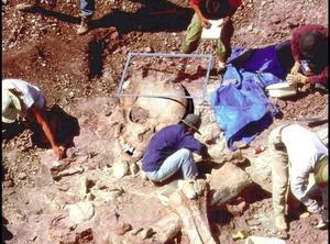 考古学家在南美洲的智利挖到的巨人骨骸