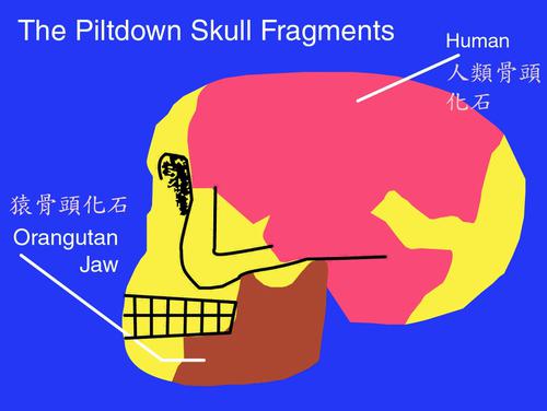 .  皮尔当人的骨头组成──下颚骨是猿的，头颅骨是人的(图片提供：Lee Krystek ) 