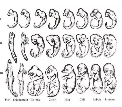 海克尔编造的人体胚胎图