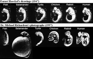 理查森的人体胚胎图