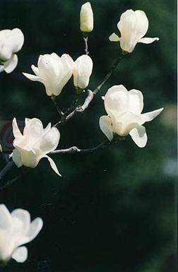 色如玉 香似蘭 玉蘭花